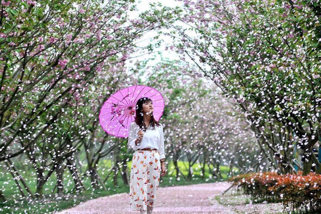 最美不过樱花雨