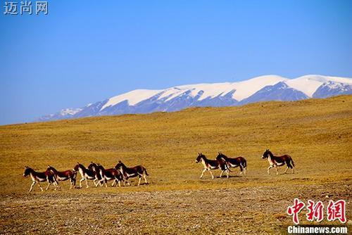 图为可可西里腹地(资料图)。 <a target='_blank' href='http://www.chinanews.com/'>中新社</a>记者 钟欣 摄